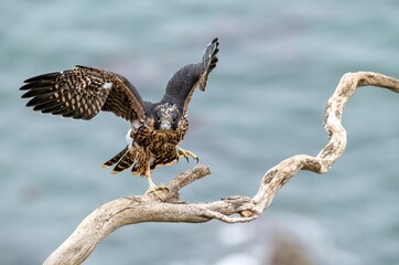 Amazing wing stretch and flapping behavior of a juvenile peregrine falcon flying for the first time...