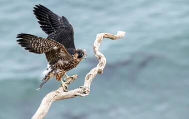 Juvenile peregrine falcon coming landing on a bare tree branch over the pacific ocean in Los Angeles
