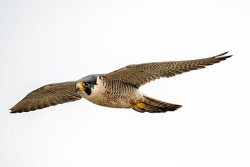 Peregrine falcon frozen in flight full speed and up close near San Pedro Los Angeles
