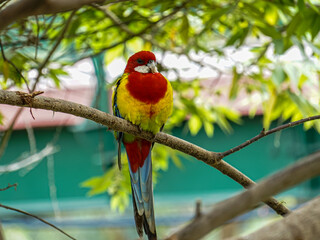 The eastern rosella (Platycercus eximius) perched on a branch tree 