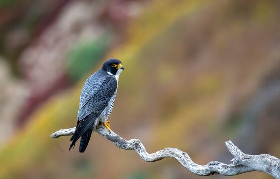 Beautiful and majestic adult peregrine falcon profile picture as it is perched looking over the ocean near Los Angeles