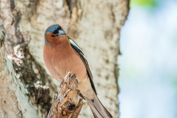 Common chaffinch, Fringilla coelebs, sits on a tree. Common chaffinch in wildlife.