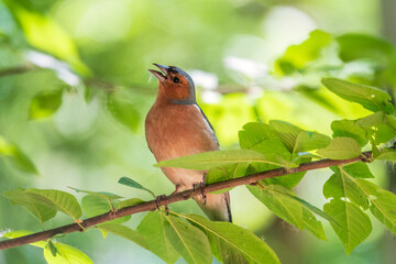 Obraz premium Common chaffinch, Fringilla coelebs, sits on a branch in spring on green background. Common chaffinch in wildlife.