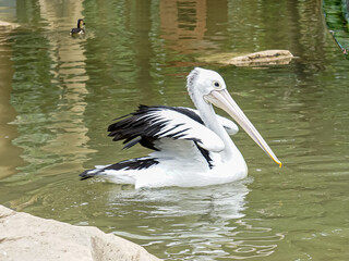 Australian pelican (Pelecanus conspicillatus) swimming in a pond at the zoo