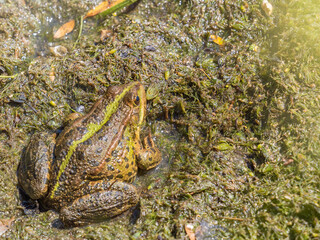 A large green frog sits in the marsh.