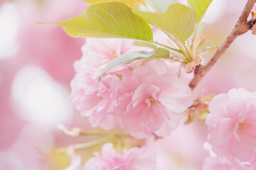 Cherry blossom in full bloom