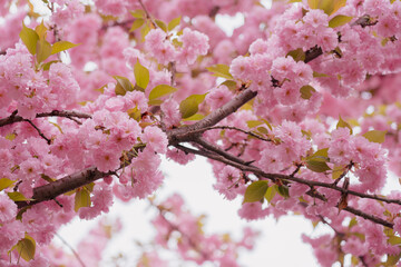 Cherry blossom in full bloom