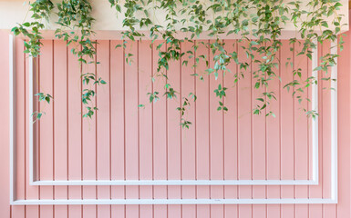  Wooden slats wall with  plants .Wall for use as a Template or Cover Photograph