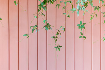  Wooden slats wall with  plants .Wall for use as a Template or Cover Photograph