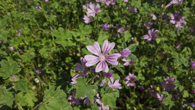 The bright mauve-purple flower Malva Sylvestris from the Malvaceae family