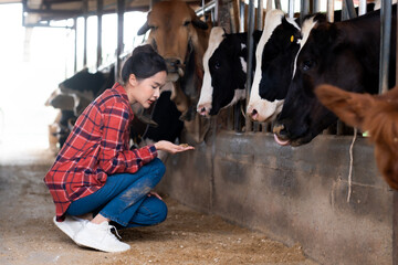 Fototapeta na wymiar Asian woman farmer using her hand checking quality of feeding food at cow farm, for quality diary product effect. Agriculture concept.