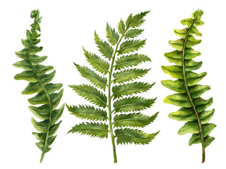 Watercolor illustration of green fern branches with leaves for wedding, birthday, greeting card, menu, banner, border, stickers. Elements isolated on white background. © el_suhova