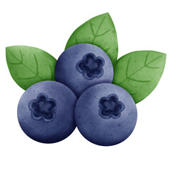 Blueberry Watercolor Hand Draw