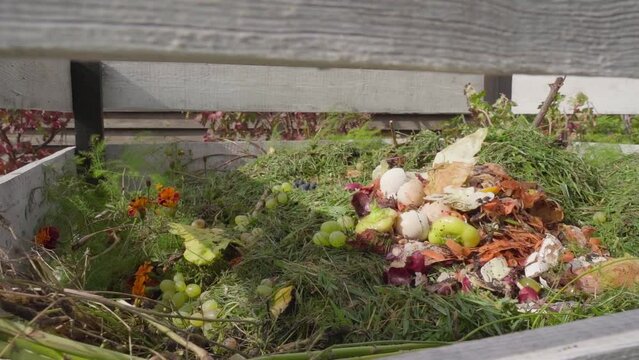 Compost heap on a sunny summer day, close-up. Wooden frame for organic composting
