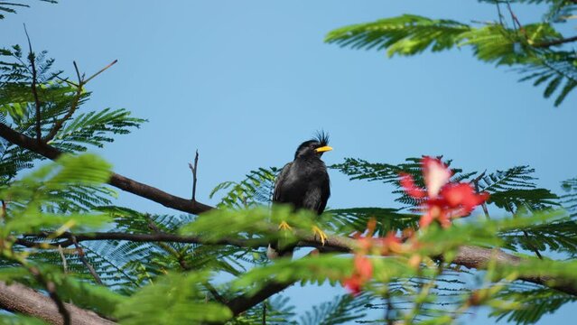 Great Myna (Acridotheres Grandis) or White-vented Myna Preens Wing Feathers Perched on Royal Poinciana or Flamboyant tree on Sunny Day in Thailand