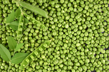 Fototapeta na wymiar Background of green peas. Pods of green peas on a background of peeled peas. Flat lay.