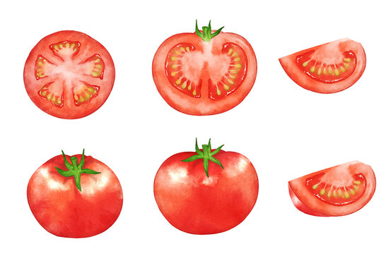 Set of tomatoes painted by digital watercolor