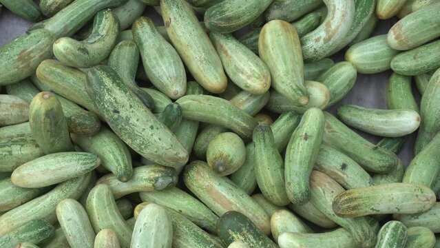 Pointed gourd a kind of kitchen vegetable sell on market.