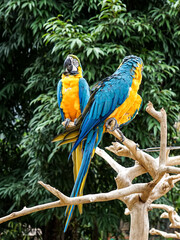 Blue-and-gold macaw (Ara ararauna), also known as blue-and-yellow macaw on the branches
