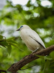 The Bali Starling (Leucopsar rothschildi) is a bird endemic to Bali