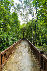 Bako National Park rainforest jungle trekking path, in Kuching, Borneo, Malaysia