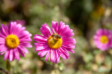 a close short of a honey bee