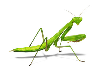 Pray Mantis