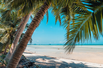 Fototapeta na wymiar Tropical beach and coconut tree at koh tao