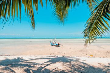 Fototapeta na wymiar Tropical beach and coconut tree at koh tao