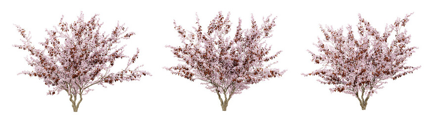 Prunus cerasifera tree on transparent background, png plant, 3d render illustration. - obrazy, fototapety, plakaty