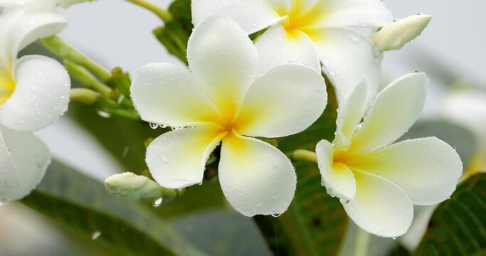 Beautiful white plumeria  flowers under drizzling rain, close up slow motion shot. Wet plant with water drops hanging on petals. Popular decorative and sacred plant of Bali Island