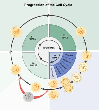 Cell Cycle and its progression