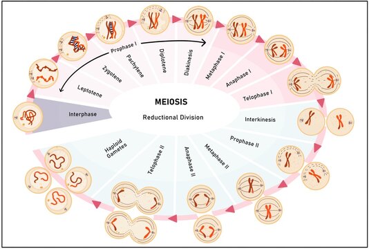Details of Meiosis