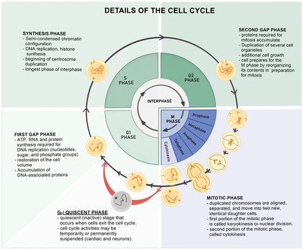 Cell Cycle and its progression
