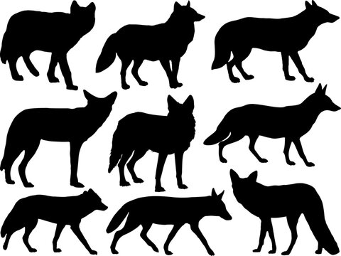 Set of Coyote Silhouette