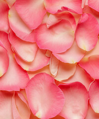 pastel background with rose flower petals