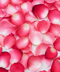 pastel background with rose flower petals