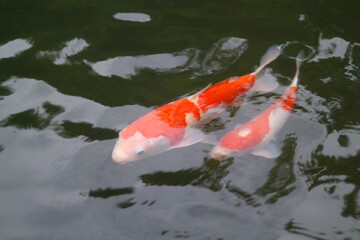 There is a big koi living in the pond