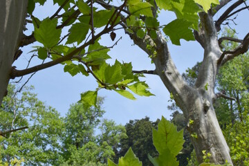 green leaves on the sky