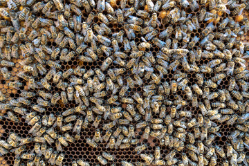 Colony of bees on honeycomb in apiary. Beekeeping in countryside. Wooden frame with honeycombs, closeup