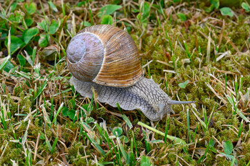 Closeup of roman snail escargot on lawn
