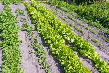 Agricultural industry. Growing salad lettuce on field. Organic vegetable garden