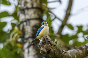 Pacific kingfisher (Todiramphus sacer)