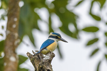 Pacific kingfisher (Todiramphus sacer)