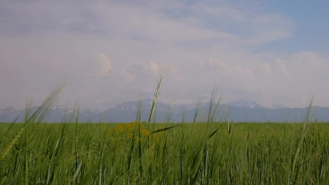 Central Tien Shan. Young green wheat field surrounded by mountains. Wall of mountains in the background. Golden hour photography
