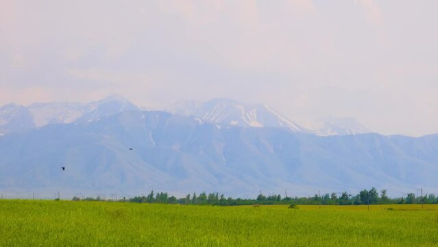 Central Tien Shan. Young green wheat field surrounded by mountains. Wall of mountains in the background. Golden hour photography.