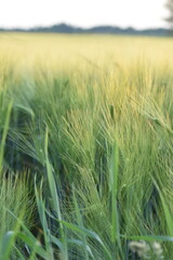 Weizenfelder-Natur-Feld-Sonnenuntergang