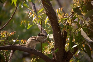 Squirrel sniffing flowers on a tree