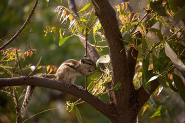 Squirrel sniffing flowers on a tree