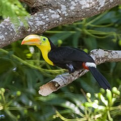 keel billed toucan on a branch